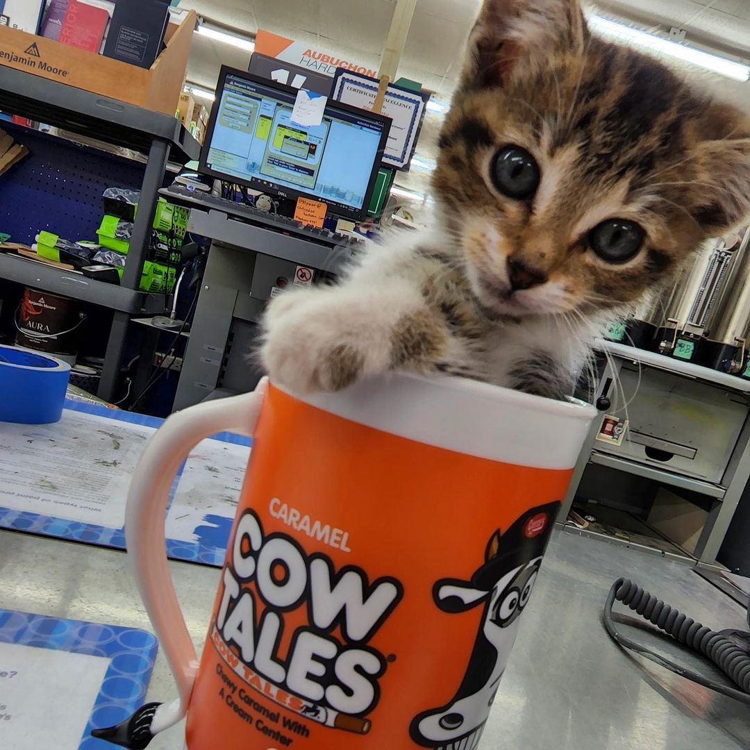 Cow Tales tweet media