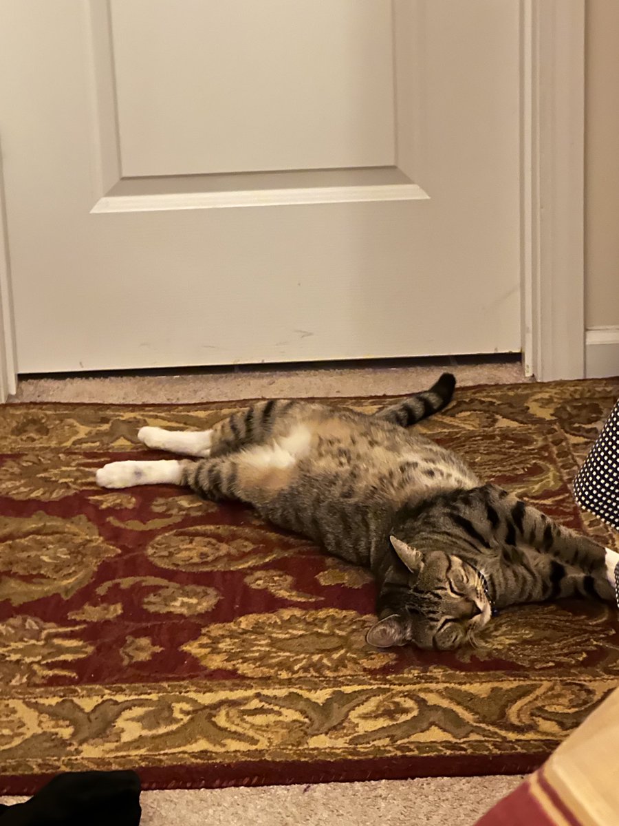 gamsmithllc's tweet photo. Landon dropped from 1st back to 2nd! If he is not in 1st place at 10 pm, the race will end for him.He’s decided if he can’t become America’s Favorite Pet maybe he can be a contortionist! He does a pretty good job of it!Let’s see where these votes take him! https://t.co/sdhENAgRbZ https://t.co/a3Xoqv9Ysl