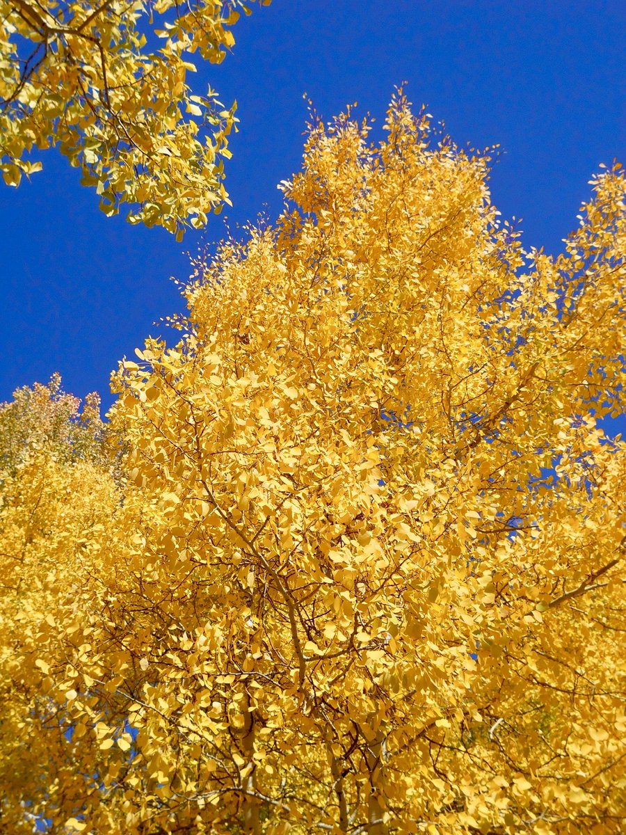 KyleCinVail's tweet photo. You can have your New Years and July 4th fireworks, this is more my style when it comes to dazzling color explosions lighting up the sky.🤩 #FallCOLORado🍂 https://t.co/jbCMpqD0RM