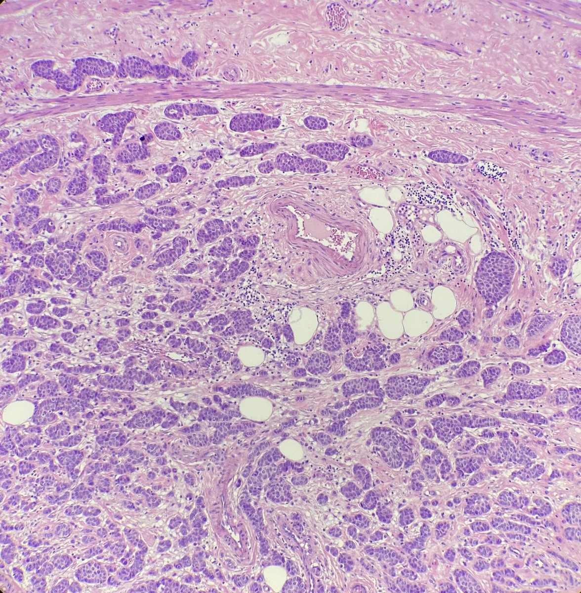 Beatriz Fuga Rossi Teixeira tweet media