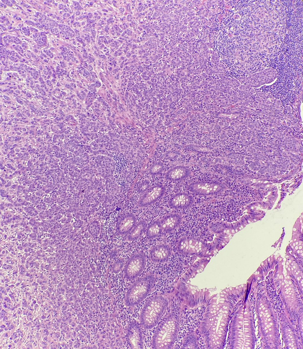 Beatriz Fuga Rossi Teixeira tweet media