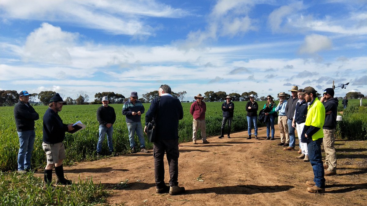 MidNorthHRZ's tweet photo. MNHRZ Frost Learning Centre at Farrell Flat is underway. Effects measured on pastures, cereals and pulses, timing of sowing, nitrogen applications varieties and mixes
#MNHRZSpringFieldDay
#frost #grainsresearch
@SAGrainTrust @theGRDC @SA_PIRSA @SADroughtHub https://t.co/18xpJjA2PI