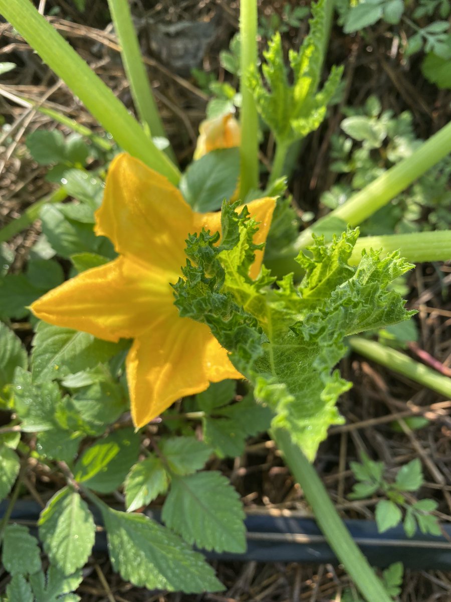 k_heritier250's tweet photo. Zucchini #agriculture #Farming #RwandaCCDR #Rwanda # https://t.co/93Qo6D0iYF