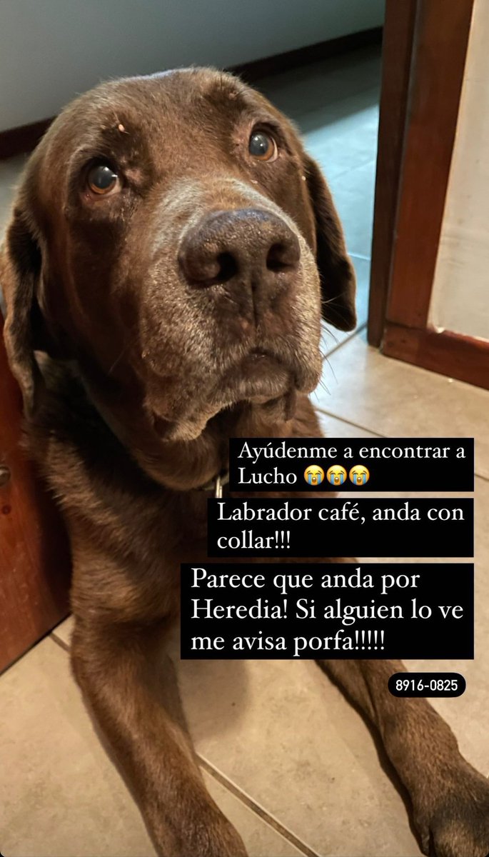 Hola. Se perdió Lucho y al parecer anda por Heredia. Si lo ven pueden escribir a ese número (89160825), por favor. 

Pueden ayudar dándole RT. Graciassss.