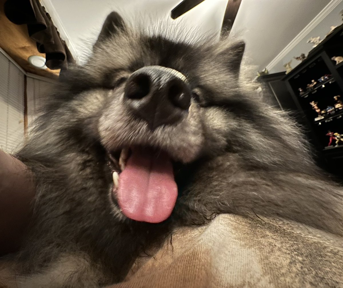 awolfnamedjohn's tweet photo. Please enjoy my current POV as a dog bed. 
@seananmcguire @EmNeedsSleep @Twofishie @chanteuse251 @RoAnnaSylver https://t.co/Wy36BHV4Wi