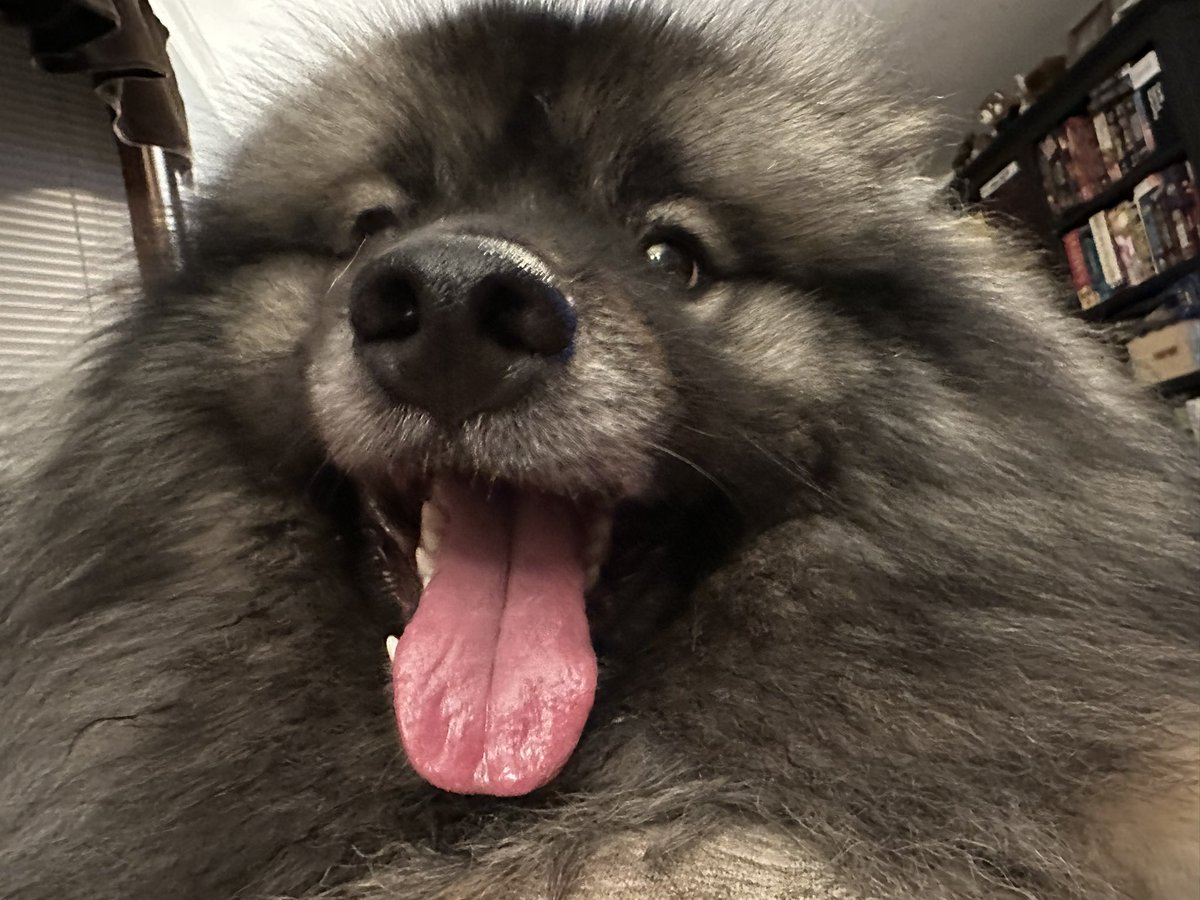 awolfnamedjohn's tweet photo. Please enjoy my current POV as a dog bed. 
@seananmcguire @EmNeedsSleep @Twofishie @chanteuse251 @RoAnnaSylver https://t.co/Wy36BHV4Wi