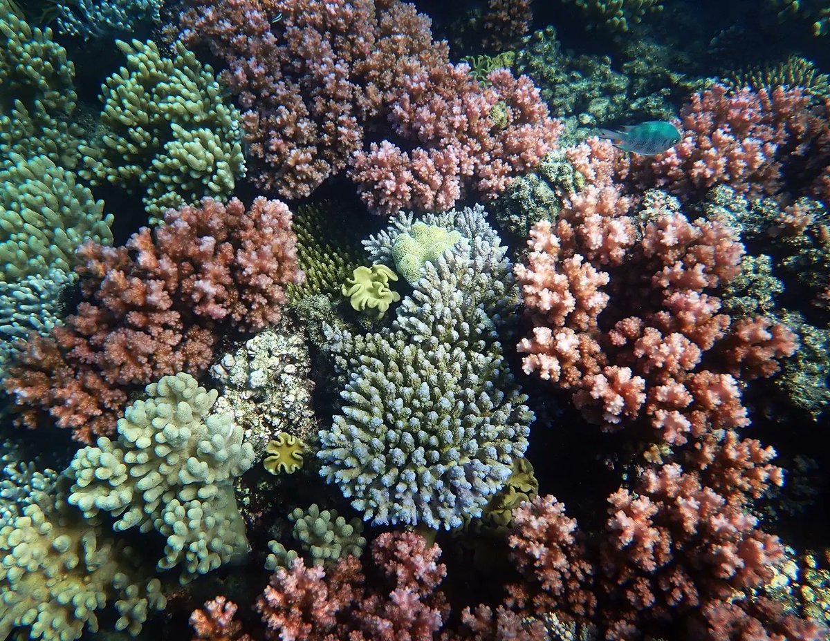 coralseafound's tweet photo. As coral reefs recover from disturbance, it is amazing to see biodiversity re-established even at small scales of just a few cm.
#tooprecioustolose
https://t.co/9DapDWKXFj
#coralseafoundation  #greatbarrierreef #jiigurru #lizardisland #coralreef #reefalive #reefrecovery https://t.co/QCwibg2cCV