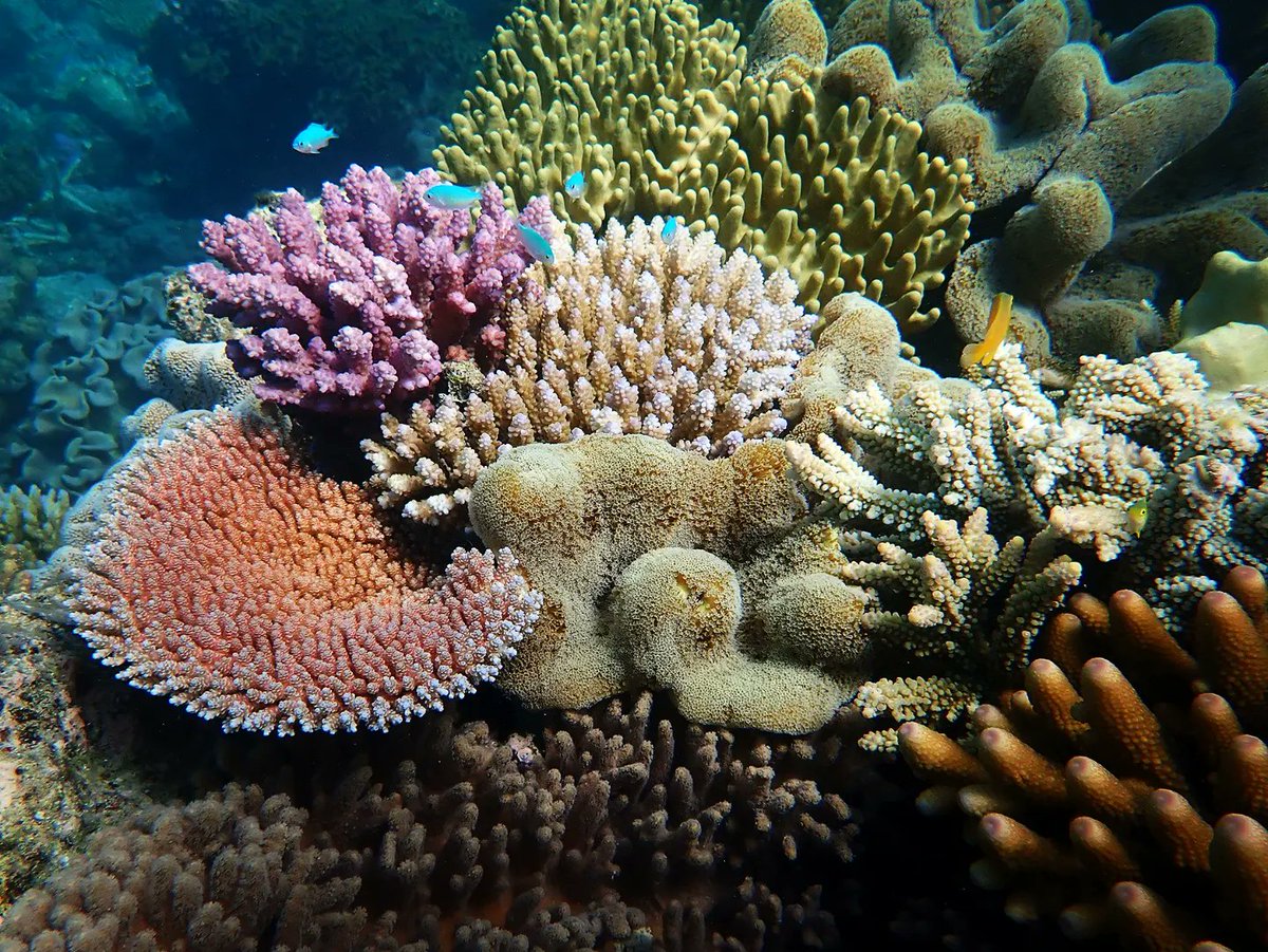 coralseafound's tweet photo. As coral reefs recover from disturbance, it is amazing to see biodiversity re-established even at small scales of just a few cm.
#tooprecioustolose
https://t.co/9DapDWKXFj
#coralseafoundation  #greatbarrierreef #jiigurru #lizardisland #coralreef #reefalive #reefrecovery https://t.co/QCwibg2cCV