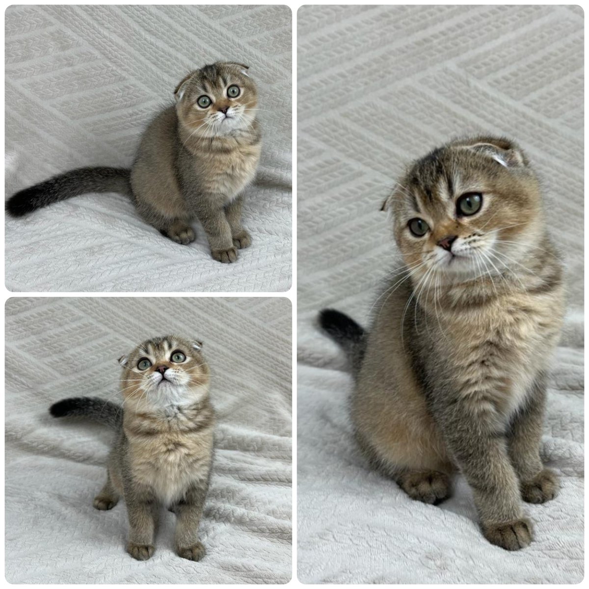 Nostra gattina è disponibile per l'acquisto 😍🥰