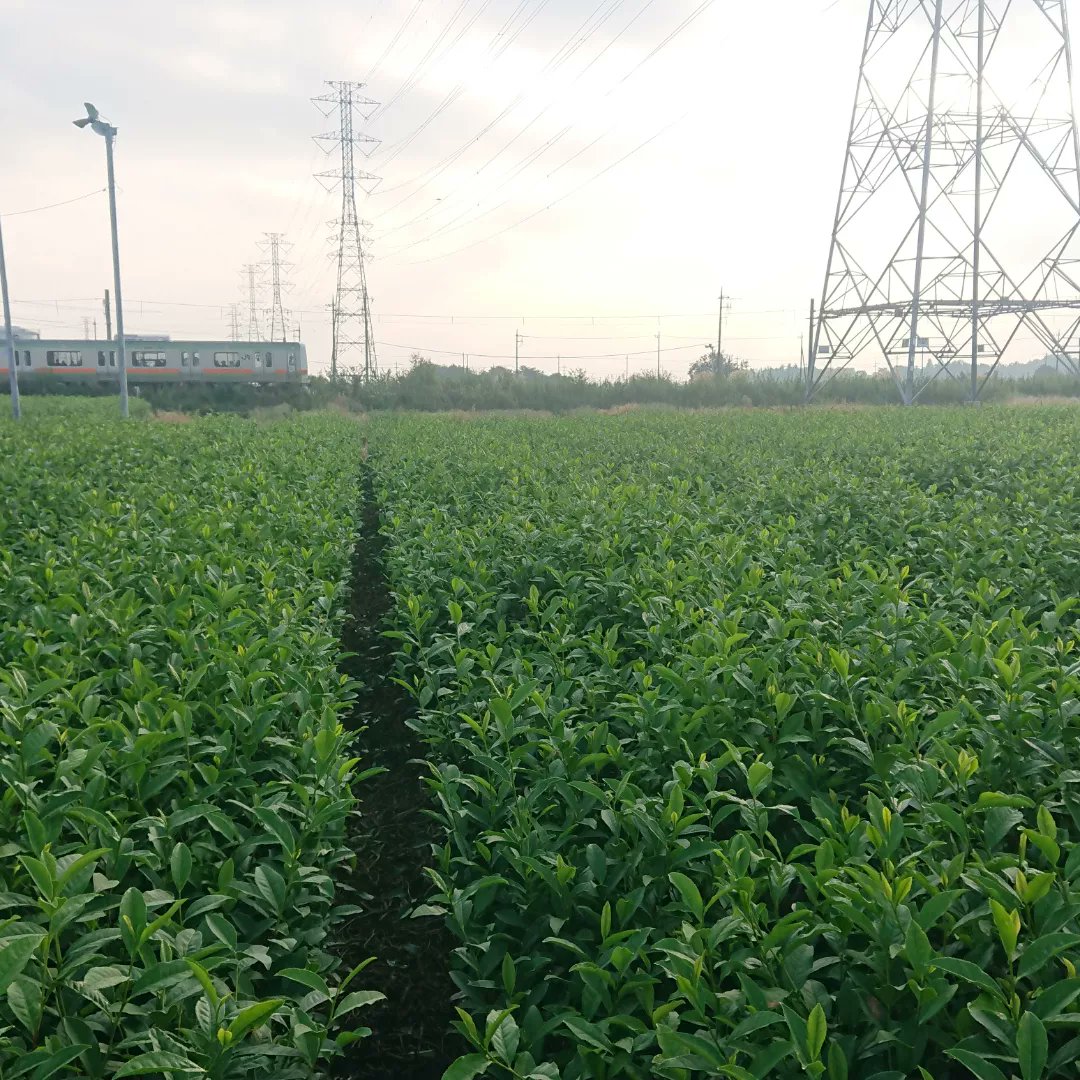 お茶摘み体験イベント！開催します🌱🌱🌱
茶畑の真ん中でお茶会！？お茶を摘んで飲んで、美味しく飲めるお茶の淹れ方教室も日本茶インストラクターが行います🍵🍀

参加のご希望やお問い合わせはお気軽にDMください！

とっておきのお茶も飲めるかも、、
▼詳細はこちら▼
nomuraen.com/2022/09/28/aki…