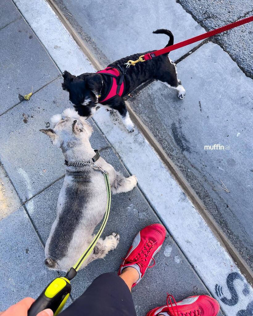 muffinjai's tweet photo. I’ll smell you later, my friend 🤣😂😅 #SchnauzerGang 🇺🇸🐶🐾🇨🇦 #MiniatureSchnauzer #DogsOfSanFrancisco https://t.co/WNN5UlzNle #dogsofinstagram #dogsoftwitter #schnauzergang #schnauzeroftwitter #schnauzer #minischnauzer #miniatureschnauzer #schnauzers #minischnauzers #miniat… https://t.co/GwvG9izLCO