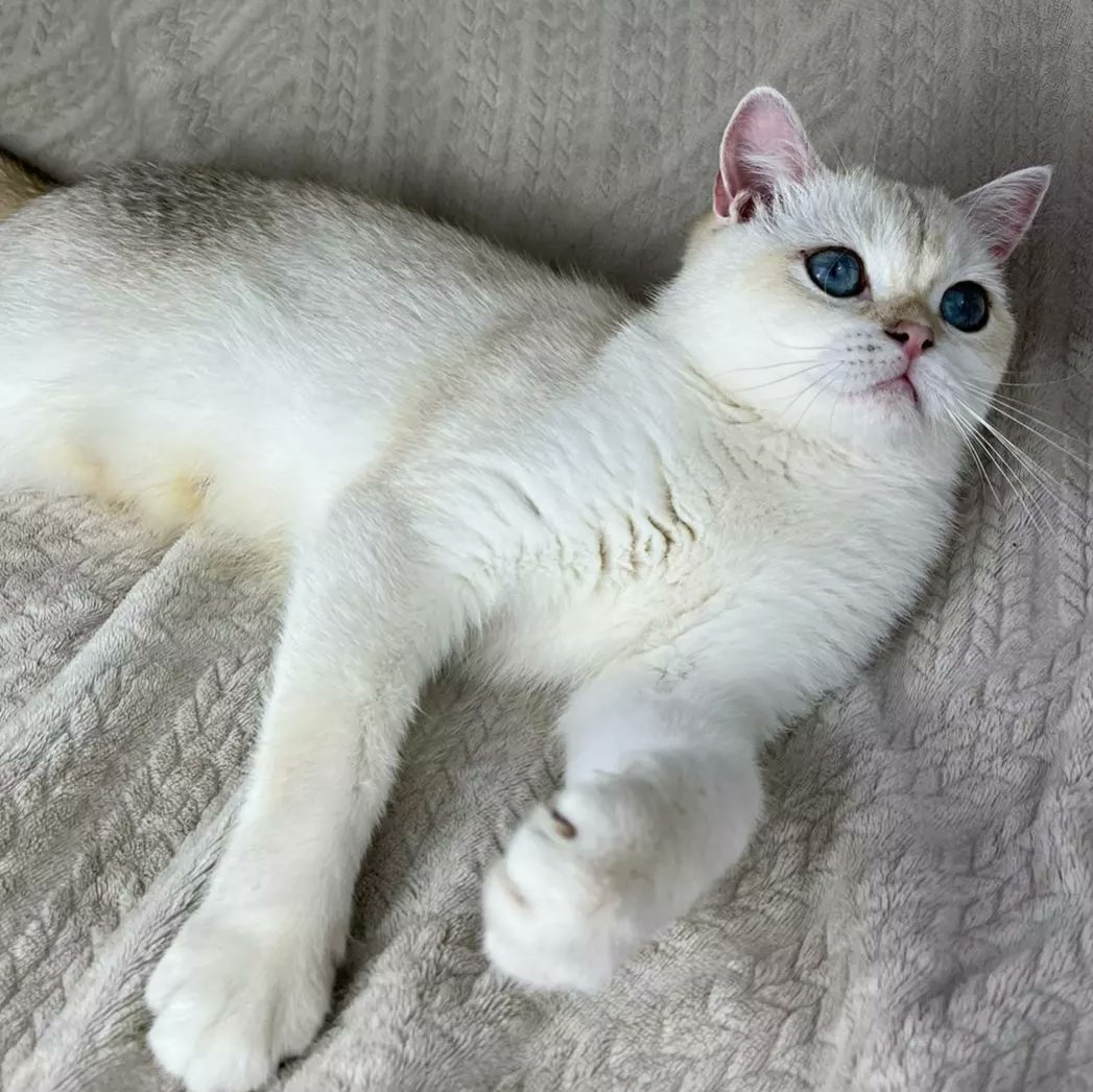 Nirvana and Polly 💚💙
Which eyes do you like best? 🤔
I think they are both beautiful 😍
All excellent mood! 💕❤️