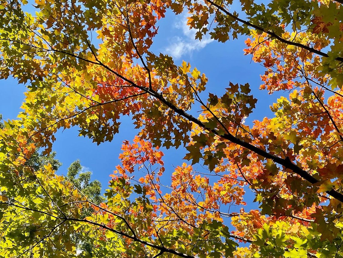 reidphotography's tweet photo. I love the fall running season. 😍🍁🍂

#puremichigan https://t.co/HwUwJF4zJv