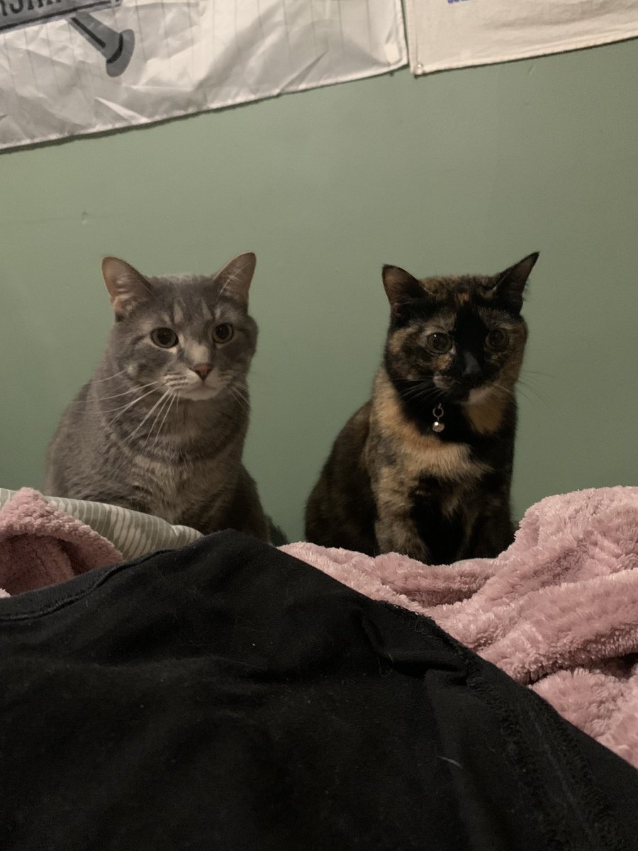 soxtimejack's tweet photo. 😻😻 https://t.co/G2HowPifst