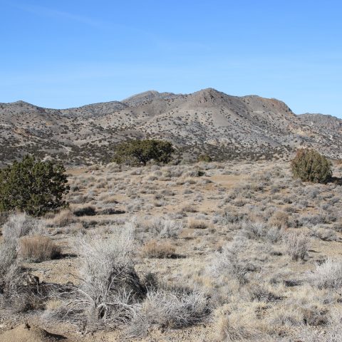 We have intersected thick #gold zones from surface at Mizpah gold prospect at our Detroit Project, Utah, USA.
 
Further assay results expected over coming weeks for remaining 16 holes at Mizpah and Drum hole re-drill: bit.ly/3SFCAyI

#AL8