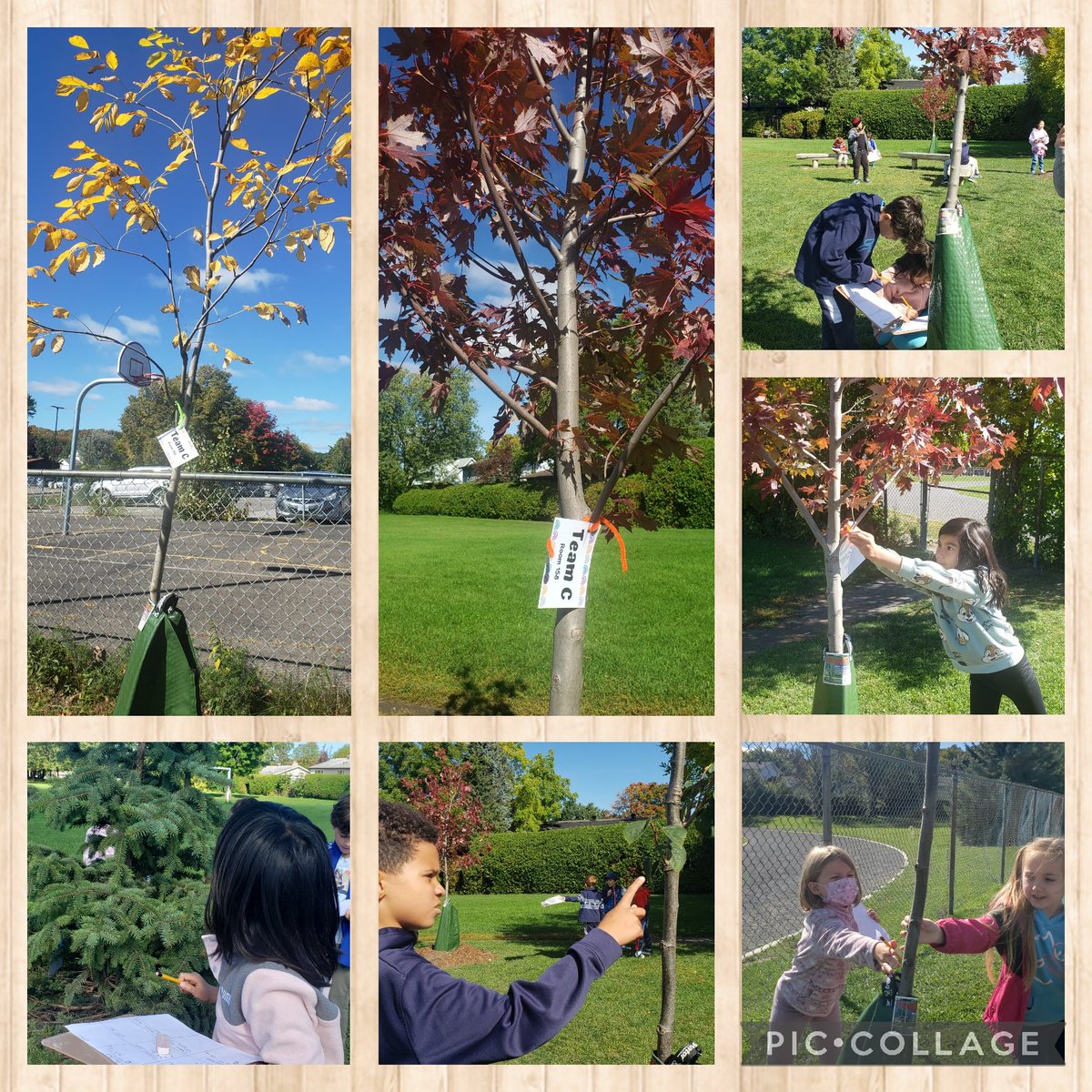 msprusakowski's tweet photo. Grade 3/4 Ss @TDMcGeeOCSB are the proud new guardians of a couple baby trees ❤Freeman Maple and Yellowwood💛 #ocsbJoy #ocsbDL https://t.co/qyvyFBLtKv
