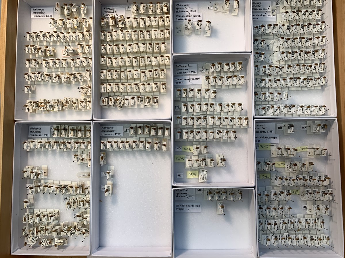Bugologists's tweet photo. Our brilliant @plantandfood @Bugologists @JVereijssen secured a Margaret Hogg-Stec Scholarship providing her opportunities to undertake #taxonomy and #diagnostics training on #spittlebug species with experts at @mwlr_nz and @MPI_NZ in Auckland. #WomeninScience https://t.co/KYqZwND3Xs