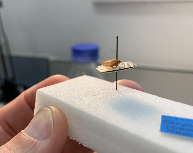 Our brilliant <a href="/plantandfood/">Plant & Food Research</a> <a href="/Bugologists/">Insect Ecology NZ</a> @JVereijssen secured a Margaret Hogg-Stec Scholarship providing her opportunities to undertake #taxonomy and #diagnostics training on #spittlebug species with experts at <a href="/mwlr_nz/">Manaaki Whenua Landcare Research</a> and <a href="/MPI_NZ/">Ministry for Primary Industries</a> in Auckland. #WomeninScience