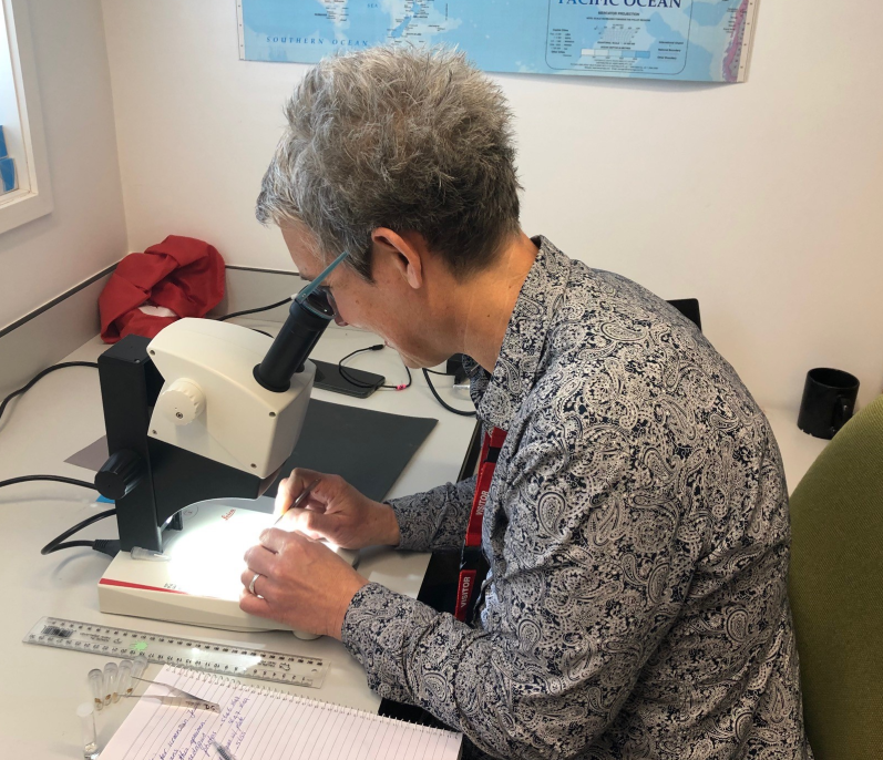 Bugologists's tweet photo. Our brilliant @plantandfood @Bugologists @JVereijssen secured a Margaret Hogg-Stec Scholarship providing her opportunities to undertake #taxonomy and #diagnostics training on #spittlebug species with experts at @mwlr_nz and @MPI_NZ in Auckland. #WomeninScience https://t.co/KYqZwND3Xs