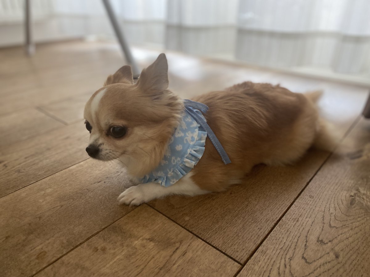 fujiland2022's tweet photo. おはようございます!本日の札幌は晴れております🌞
今日は、通所してくださっている方が作成してくれた
わんちゃん用スタイです!!!
小さくて可愛いチワワが更に可愛らしくなりました♡
#犬用アクセサリー #就労継続支援B型事業所 #犬用おやつ #FUJILAND https://t.co/hOlVWiqdmu