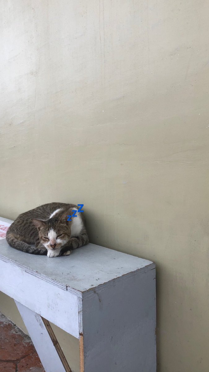 xd5ni_'s tweet image. sleepy cat🐈‍⬛