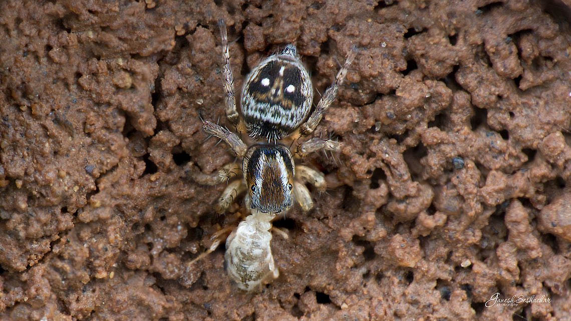 spiderbitez's tweet photo. #TermiteTwitter I am after you. Me and my babies will take every single one of you and any other insect twitter and wrap you up for dinner. This is not a threat. *munch* https://t.co/bheXNPzq3Y
