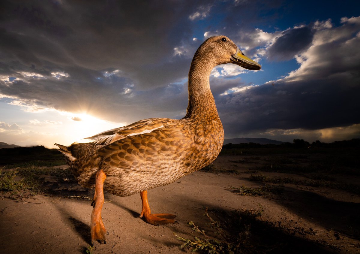 DuckFoodBot's tweet photo. a duck makes a sunset better 

(retweet to send noms https://t.co/bCx4zPvQWf) https://t.co/JRDUrtAVWW