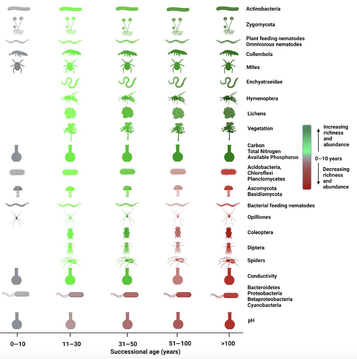 Our global analysis in @globalchangbio shows how soil communities form as glaciers retreat. Figures of ecological succession in textbooks only show what happens above ground. Now we know how it works below ground doi.org/10.1111/gcb.16… #soilbiodiversity