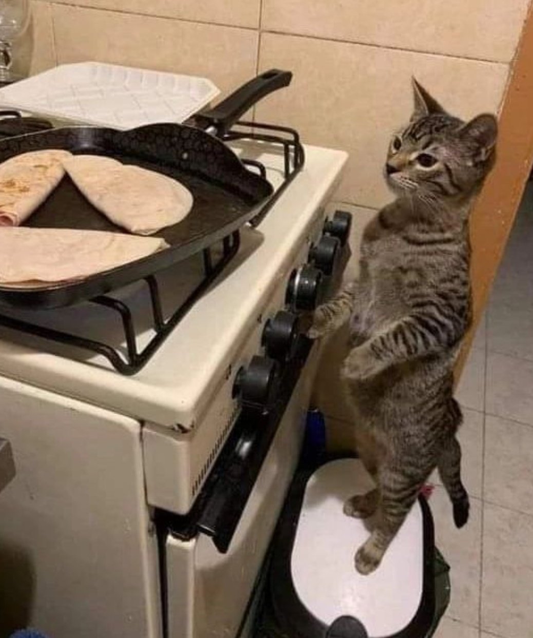 Dont Show Your Cat on Twitter: "little chef https://t.co/k5lGH40Wrw" / Twitter