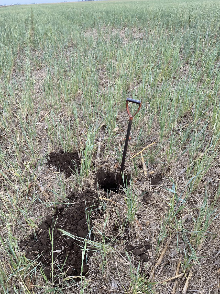 Franco_herranz's tweet photo. Seguimos recuperando lotes salinos con manejo agronómico y #HUMIPLEX
📍San Eduardo, Santa Fe, Argentina.
@UPLArgentina @AgrofyNews @infocampoweb @Agroverdad https://t.co/sHCuBWhG1l