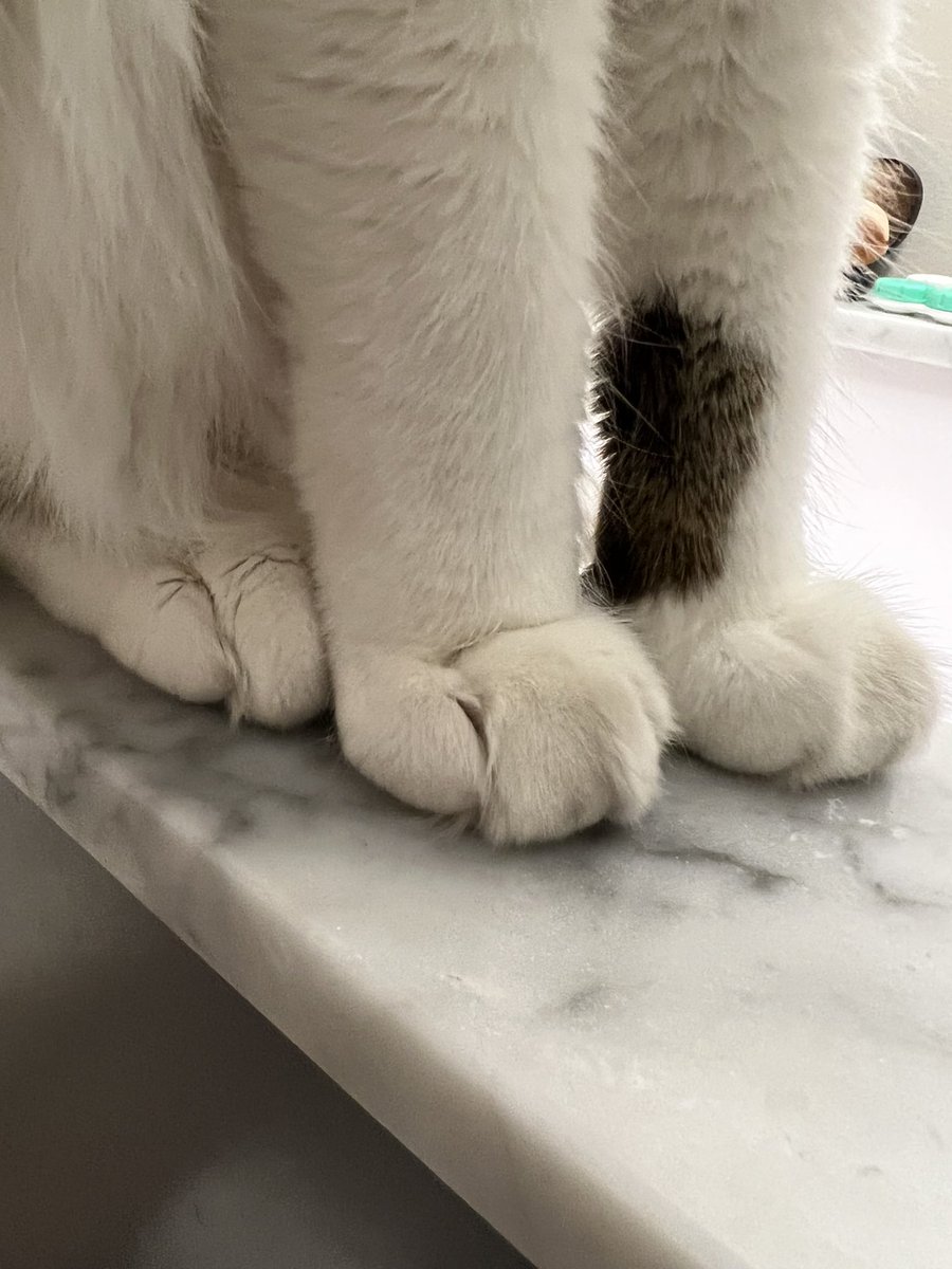 catnamedham's tweet photo. toes https://t.co/yI8hyd1skk