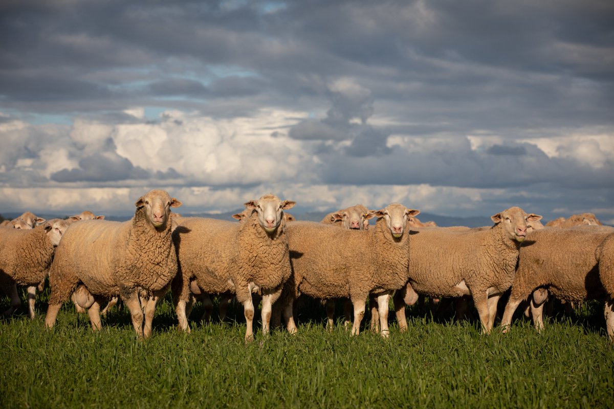ashmorews's tweet photo. White Suffolk Rams are still available for private selection with free delivery across SA, VIC &amp; NSW. Call Nette on 0439933111. We have a truck going to Vic next week &amp; NSW a week or two after that. $800 - $1,200 for industry leading genetics backed by 30 years of data recording. https://t.co/1Nu5d21o6y