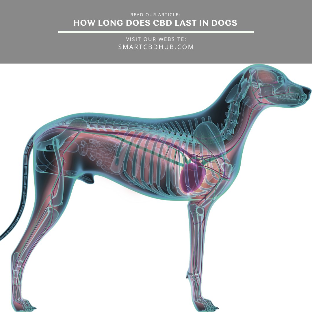 SmartCBDHub's tweet photo. It’s critical to understand how long CBD can last in your dog’s system to ensure you are giving the correct dose.
https://t.co/fNZB1592hL
#cbdoil #cbdfordogs #cbdforpets #cbdpets #cbd #hemp #cannabis #cbdheals #cbdlife #cannabiscommunity #hempoil #cbdforcats #cbdcures #cbdisolate https://t.co/s2mC8HGCgu