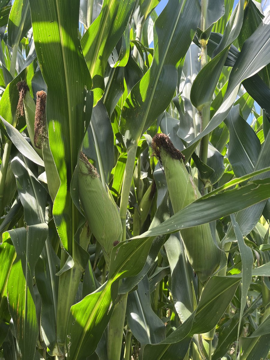 División de Ciencias Agropecuarias e Ingenierías tweet media