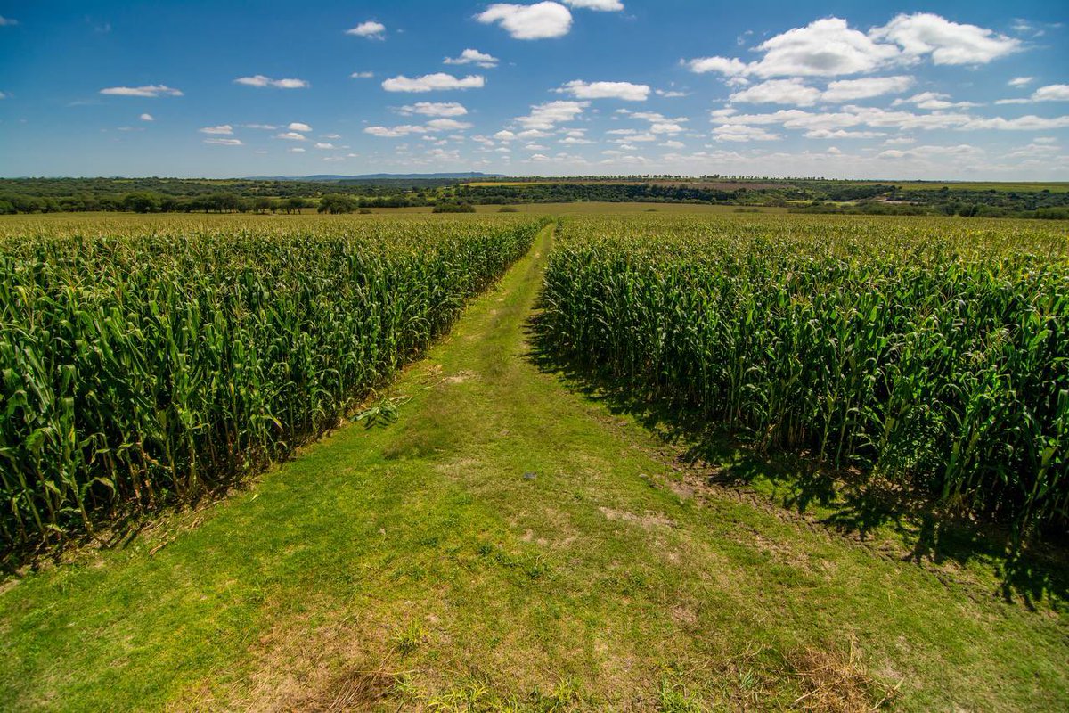En el #DiaNacionalDelMaiz <a href="/CUAltos/">CUAltos UdeG</a> <a href="/SaderJal/">Sader Jalisco</a> y productores de leche 🥛 de la Región de los Altos de Jalisco, lo conmemoramos con un ejercicio de extensionismo rural con invitados internacionales de la <a href="/UWMadison/">UW–Madison</a> <a href="/MichelWattiaux/">Wattiaux michel</a>