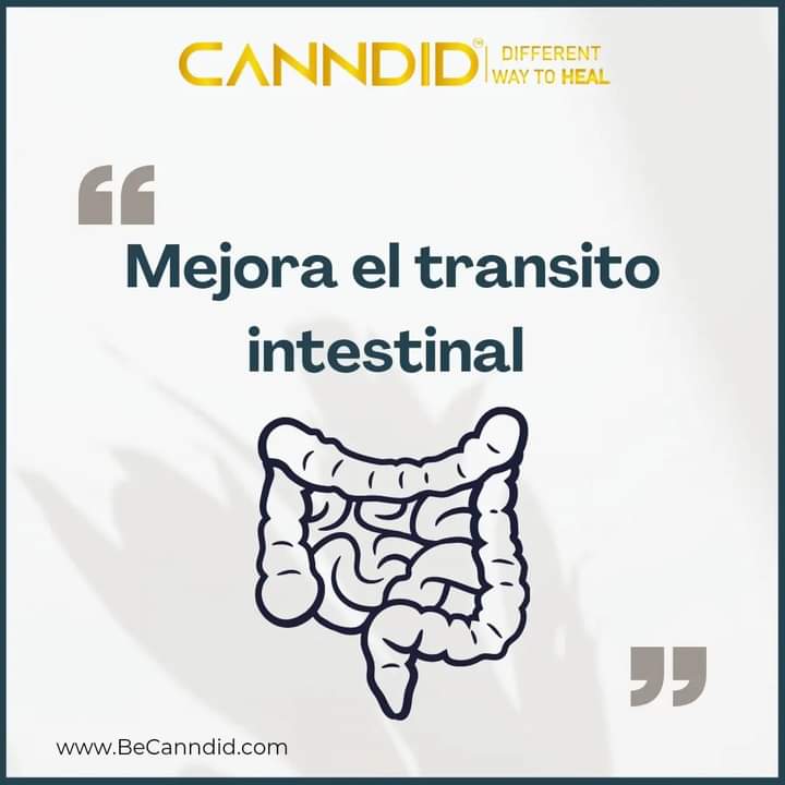 CanndidM's tweet photo. 🍃 👨🏻‍⚕️👩🏻‍⚕️Descubre solo algunos de los tantos beneficios del #CBD #cbdoil #canndid #cannabis #expoweed #weed https://t.co/cSI10UE0u4