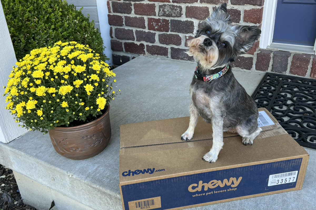 shellyschwindt's tweet photo. @Chewy https://t.co/gW1Xjc9OQA