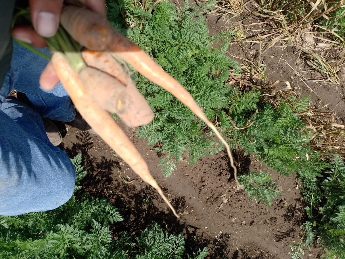 MarisolGlezT's tweet photo. En la Dirección General de Sanidad, Inocuidad y Calidad Agroalimentaria de la @CampoEdomex estamos al pendiente de los cultivos del #Edoméx. En #Joquicingo asesoramos a productores de #Zanahoria para mejorar sus cultivos.
#LaTierraQueNosUne.
#DGSICA
#CampoFuerte https://t.co/oOQgVZSgnv