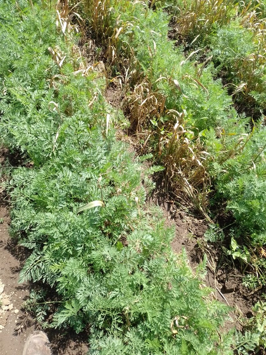 MarisolGlezT's tweet photo. En la Dirección General de Sanidad, Inocuidad y Calidad Agroalimentaria de la @CampoEdomex estamos al pendiente de los cultivos del #Edoméx. En #Joquicingo asesoramos a productores de #Zanahoria para mejorar sus cultivos.
#LaTierraQueNosUne.
#DGSICA
#CampoFuerte https://t.co/oOQgVZSgnv