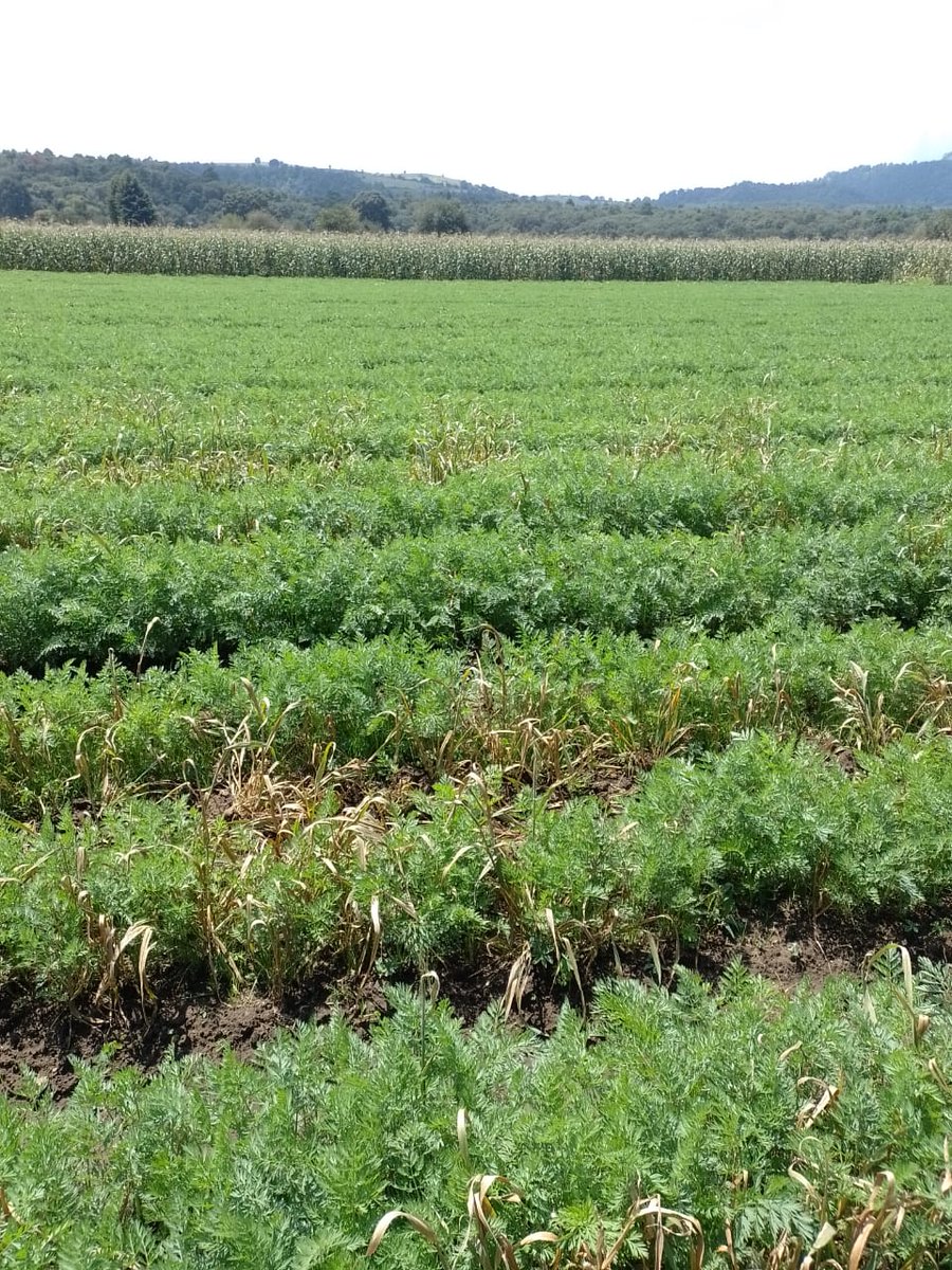 MarisolGlezT's tweet photo. En la Dirección General de Sanidad, Inocuidad y Calidad Agroalimentaria de la @CampoEdomex estamos al pendiente de los cultivos del #Edoméx. En #Joquicingo asesoramos a productores de #Zanahoria para mejorar sus cultivos.
#LaTierraQueNosUne.
#DGSICA
#CampoFuerte https://t.co/oOQgVZSgnv
