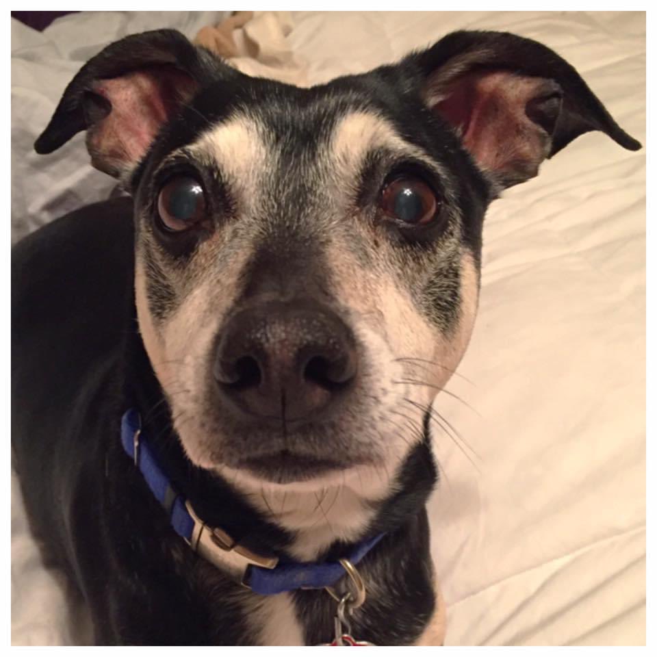 MamaDLynch's tweet photo. @RachelGrimm15 This was mine. I know your pain. His name is Jake. https://t.co/nB0yD3Pxm2