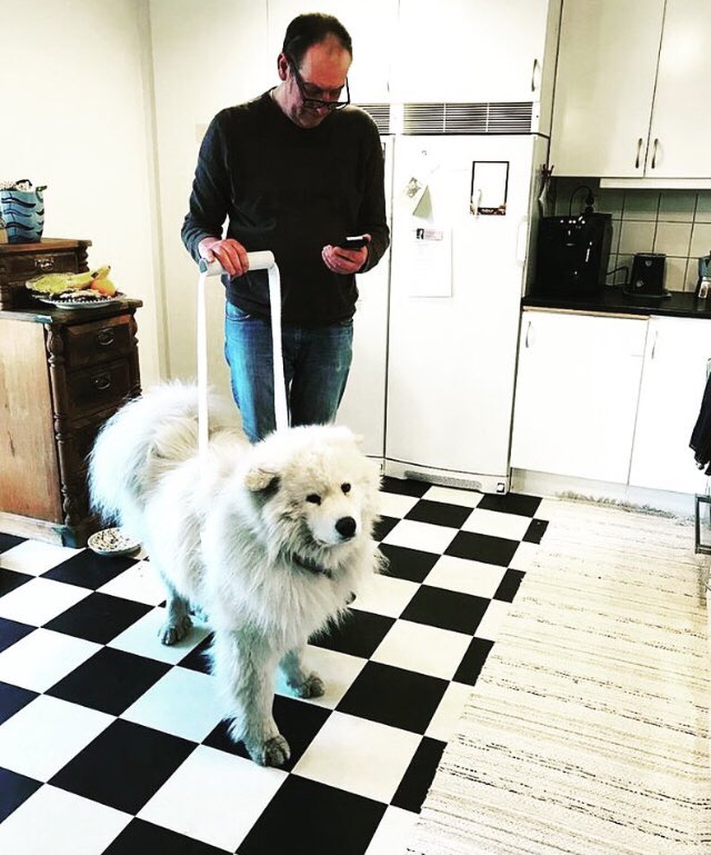 dumknorr1's tweet photo. Får jag lov att presentera Boris världens första ledarhund för folk som inte kan lägga undan mobiltelefonen. Funkar utmärkt i t ex tunnelbanan. #samoyed #samojed https://t.co/baKg7hgqSh