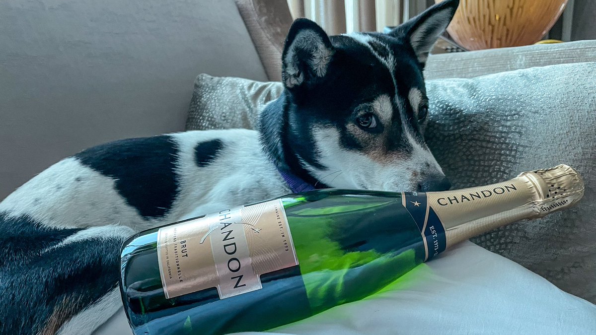 AnnaZarro's tweet photo. Happy 3rd Birthday, KoKo Chan(el)! Cheers 🥂 to you, ya party animal. https://t.co/29yzIjEmrQ