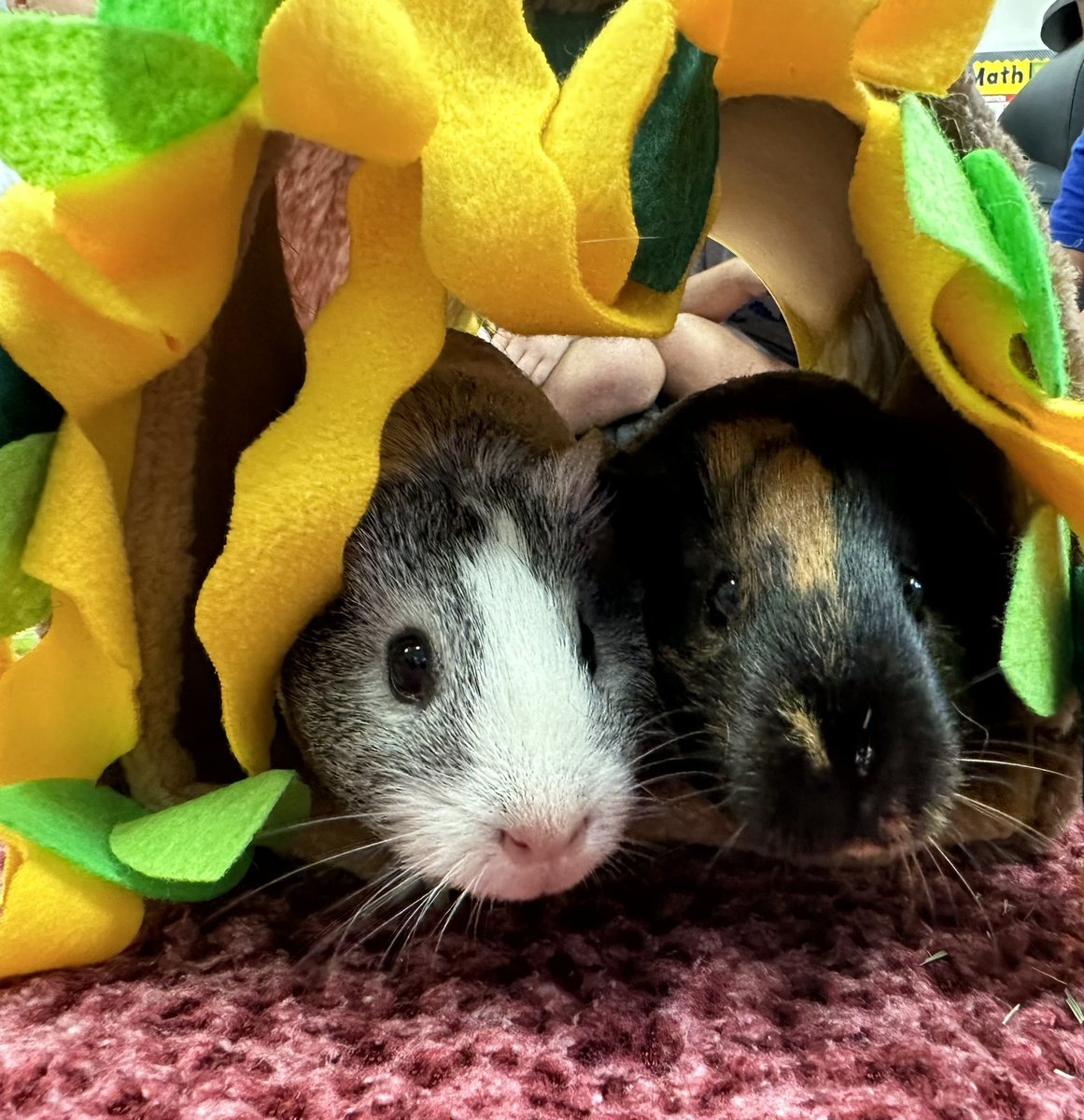 MsNCarroll's tweet photo. Exploration time for our class pets, Sunny and Bubbles! @marytomeara @jmarchesePOB @karenheitner @POBSchools https://t.co/acwBdr8Q4E