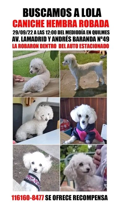jimenadequilmes's tweet photo. MÁXIMA DIFUSIÓN!!! 🚨💞LOLA DEBE REGRESAR CON SU FAMILIA LO ANTES POSIBLE!!!💓 Desde ya, muchas gracias!!! 🐶🤗❤️ #Quilmes #PerraRobada #GenteRota #NoAlMaltratoAnimal https://t.co/1FSrALy0m9