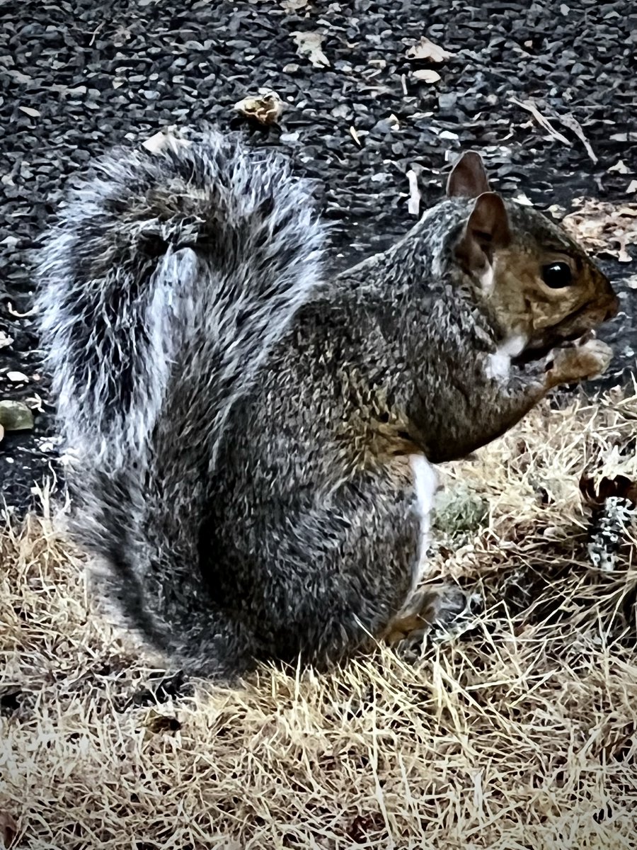 agirlushouldknw's tweet photo. 9/20/22 (263) of 365 Project
On a walking break with hubby, had to use the zoom on my iPhone, but got myself a little squirrel pic!
#disasterunicorn #project365 #day263 #workwalk #squirrel https://t.co/x7MzAWEAF5