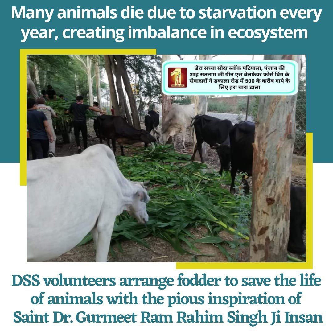 MadanSh29934221's tweet photo. Dera Sacha Sauda volunteers provide food, shelter and medical treatments to stray animals ,under the guidance of saint Gurmeet Ram Rahim Ji with message that #BeKindToAnimals volunteers of @DSSNewsUpdates doing 142 welfare work of humanity. https://t.co/40nDiAThak