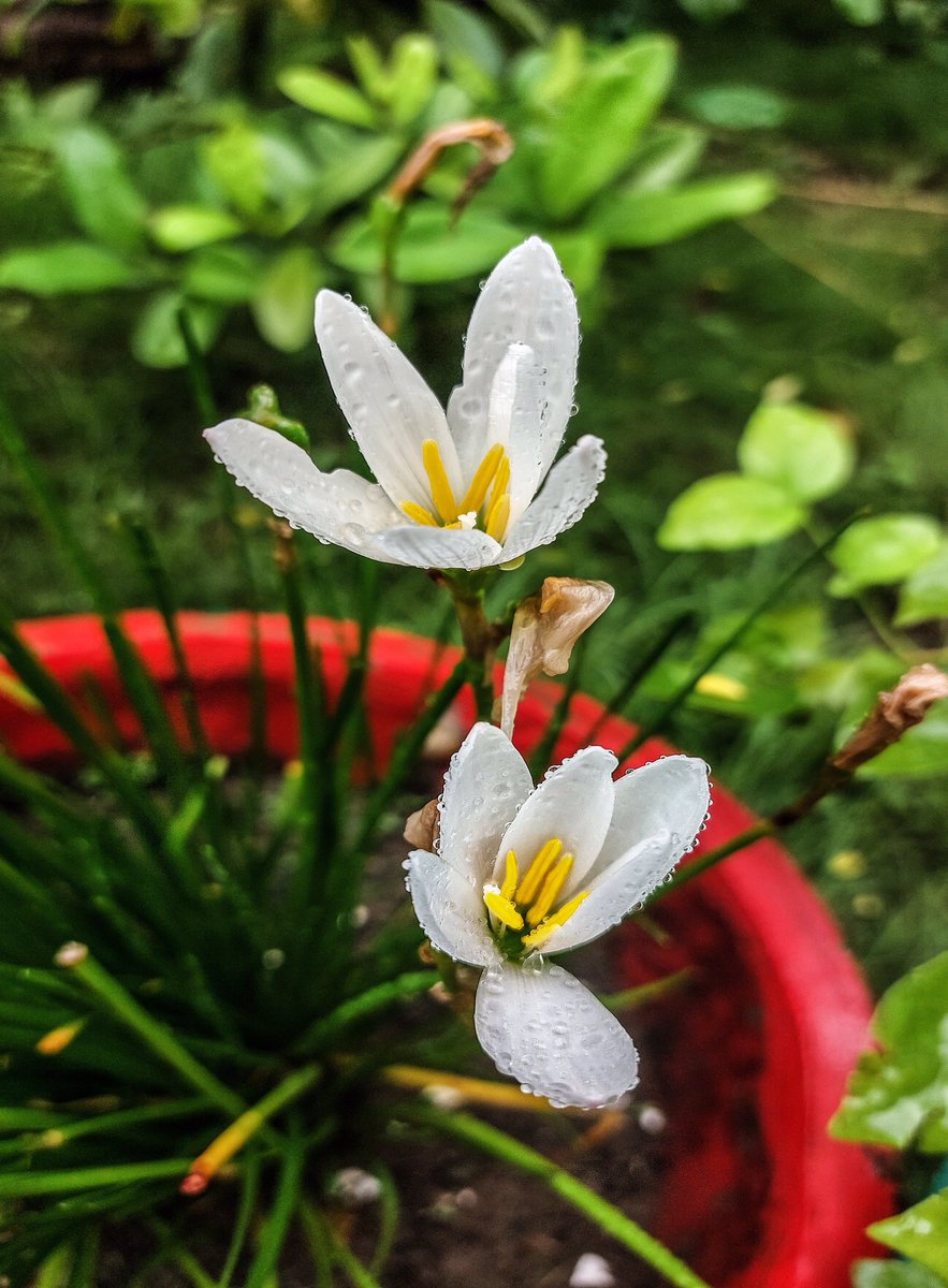 .@IndiAves #FlowersOnFriday Rain drenched….