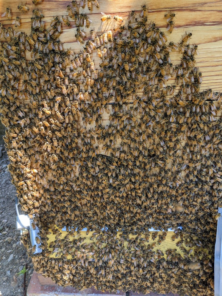 PollenFans's tweet photo. Yo, Brisbane. I will have honey for sale at the next #Bitcoin meetup. Bring your lightning ⚡ wallet 💪 https://t.co/8MVwPUD5oT