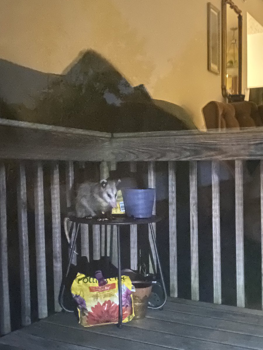 itsbellebottoms's tweet photo. i thought i was getting robbed, turns out the robber was a lil silly guy https://t.co/rXENaia3fw